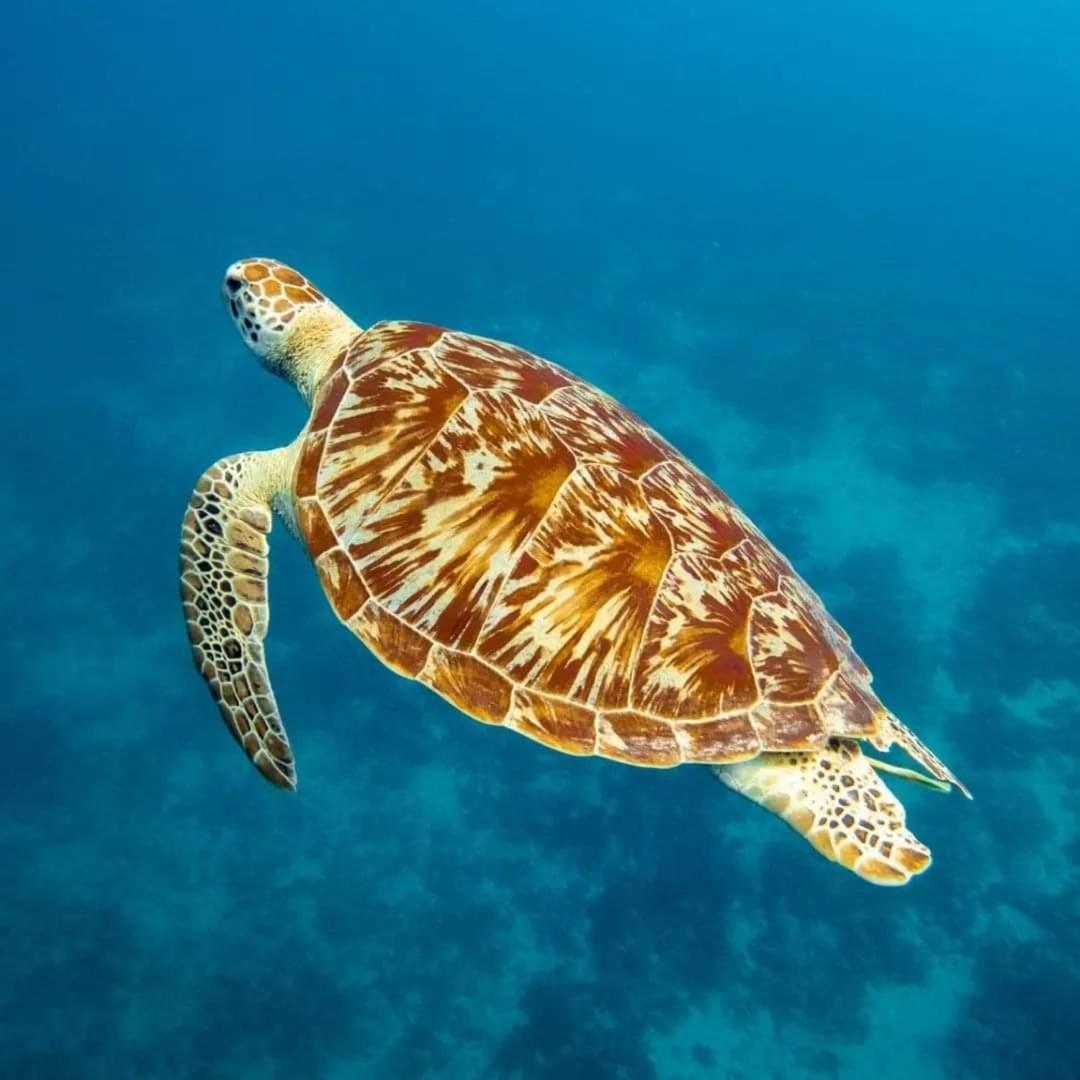 Gili Lumbung Bungalow Gili Air Eksteriør bilde